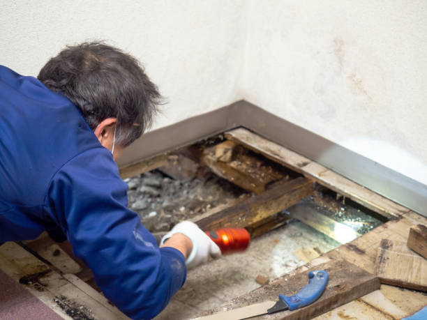 Best Bathroom Mold Remediation in Baudette, MN