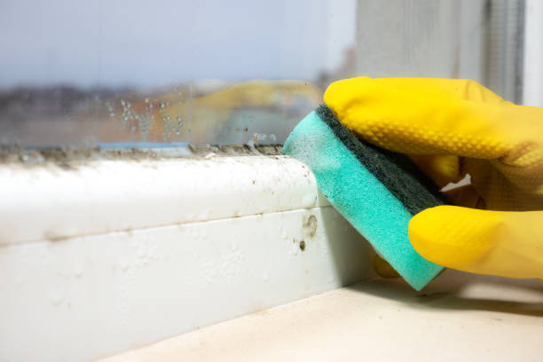 Best Localized Mold Remediation (e.g., coastal areas, humid climates) in Baudette, MN