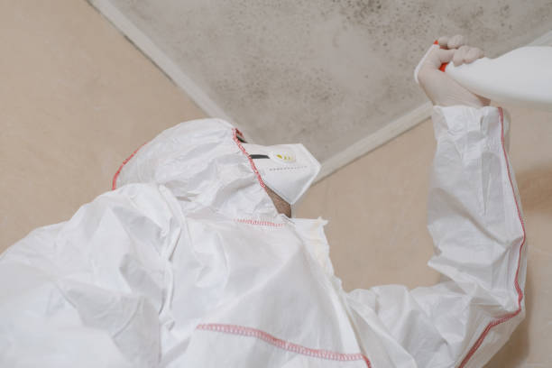 Best Commercial Mold Remediation in Baudette, MN