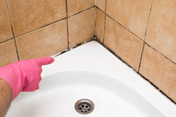 Best Mold Testing and Inspection Services in Baudette, MN