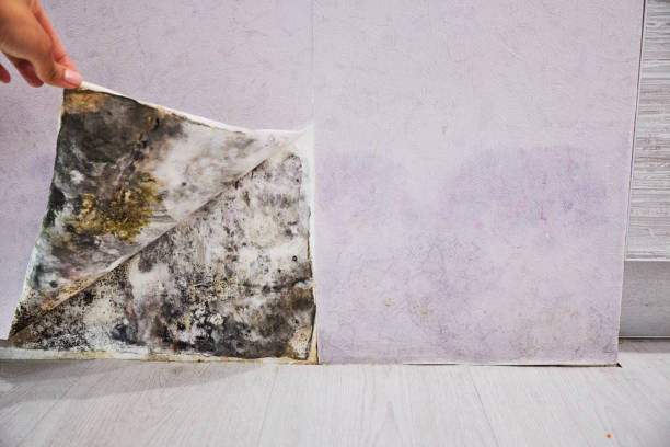 Best Health and Safety Mold Remediation in Baudette, MN